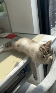 책상 위에서 포근하게 잠든 새끼 고양이