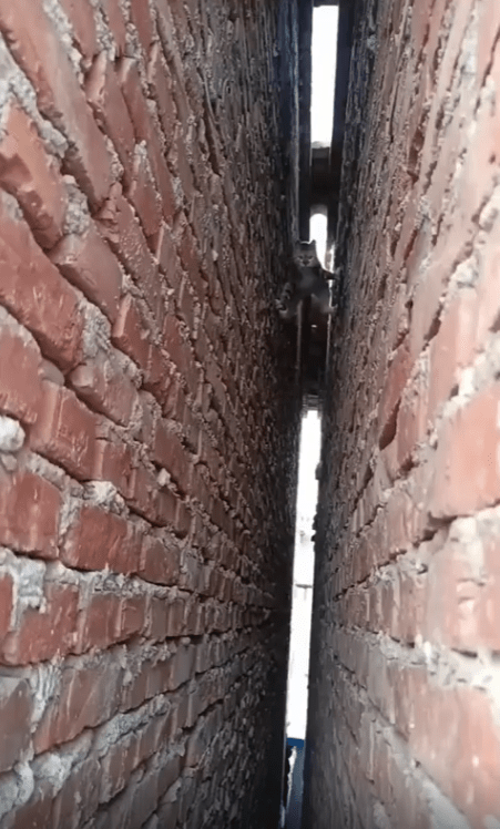 출처 : Reddit / 벽을 타는 고양이가 있다