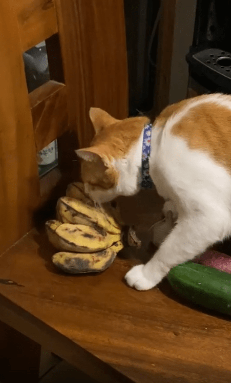 출처 : Reddit / 바나나에 관심을 보이는 고양이