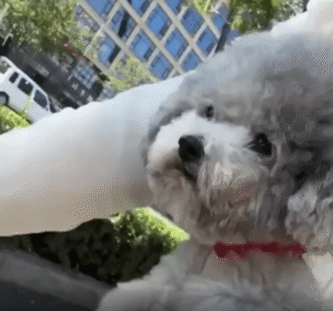 주인과 함께 달리는 강아지, 진짜로 페달을 밟는 걸까?