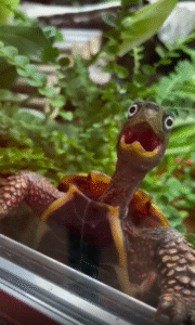 거북이, 처음부터 충격받은 표정… 도대체 뭘 본 걸까?