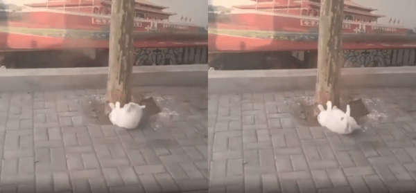 출처 : Reddit / 나무에 발을 대고 누워 윗몸일으키기를 하고있는 개