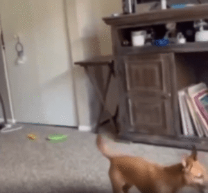 공중에서 회전하며 공을 잡는 개, 완벽한 점프 캐치!