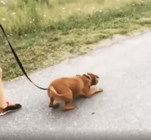 토끼처럼 깡충! 점프하는 강아지, 이건 새로운 점프 기술?