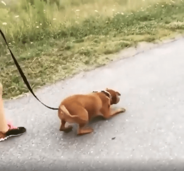 출처 : Reddit /  강아지 한마리가 걸어다가 몸을 웅크린다