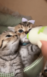 젖병 쟁탈전! 새끼 고양이들의 치열한 경쟁