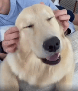 긁어주는 순간, 개가 보인 최고의 행복 표정