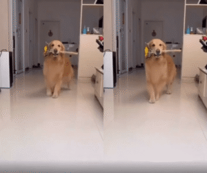 꽃을 물고 우아한 워킹! 강아지의 특별한 생일 축하