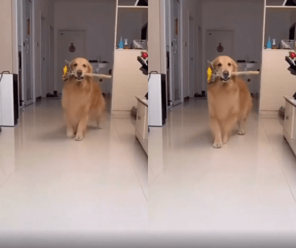 출처 : Reddit / 꽃을 입에 물고 걸어오는 개