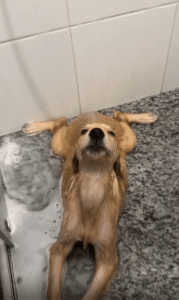 샤워 물줄기 맞으며 힐링 중! 개가 꿈꾸던 완벽한 순간