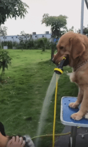 물이 멈추자 강아지가 내린 황당한 해결책