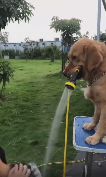 출처 : Reddit / 머리를 감는 남자위로 호스를 물고있는 강아지