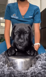 앞발로 드럼 연주?! 강아지가 신기한 듯 쳐다보는 순간