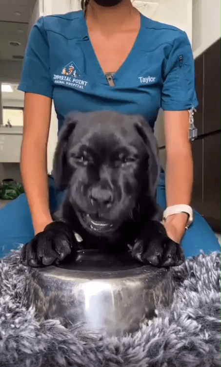 출처 : Reddit / 검은 강아지 한마리가 있다