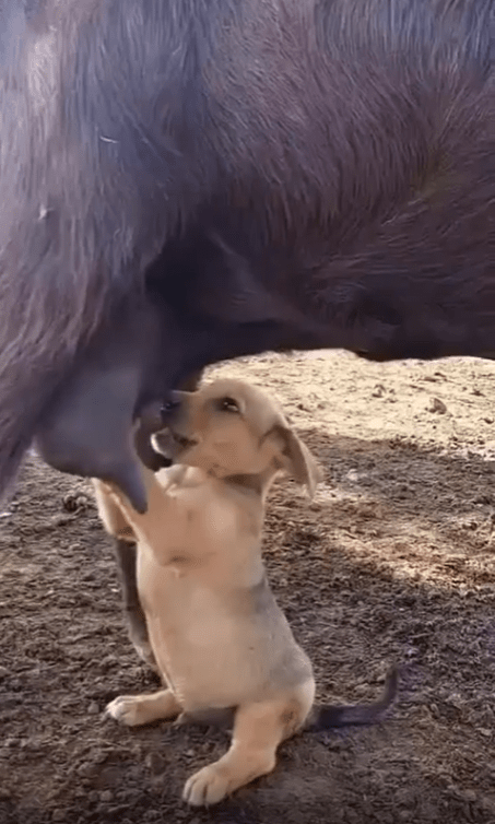 출처 : Reddit / 새끼 강아지가 염소 젖을 빨고있다