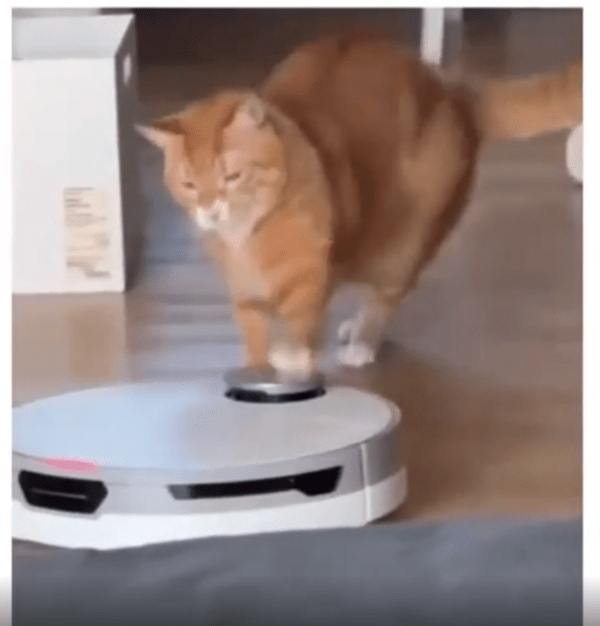 출처 : Reddit / 로봇청소기를 보자마자 앞발로 청소기를 떄리는 고양이