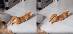 바닥에 착 붙은 고양이, 늘어짐의 끝을 보여주다