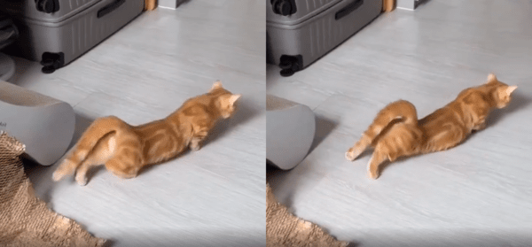 출처 : Reddit / 바닥을 기어가는 고양이