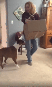 “너… 나랑 닮았는데?” 개가 박스 속 강아지를 보고 보인 반응