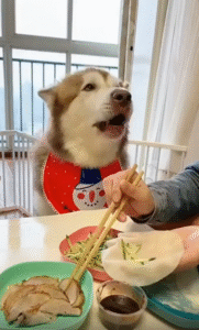 이건 아닌데… 개가 선택한 진짜 취향은?