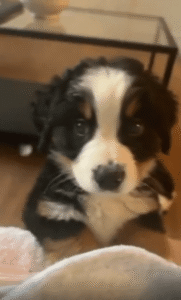 “같이 놀자!” 새끼 강아지의 귀여운 애교