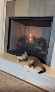 이보다 더 완벽한 휴식은 없다. 난로 옆에서 꿀잠 자는 고양이