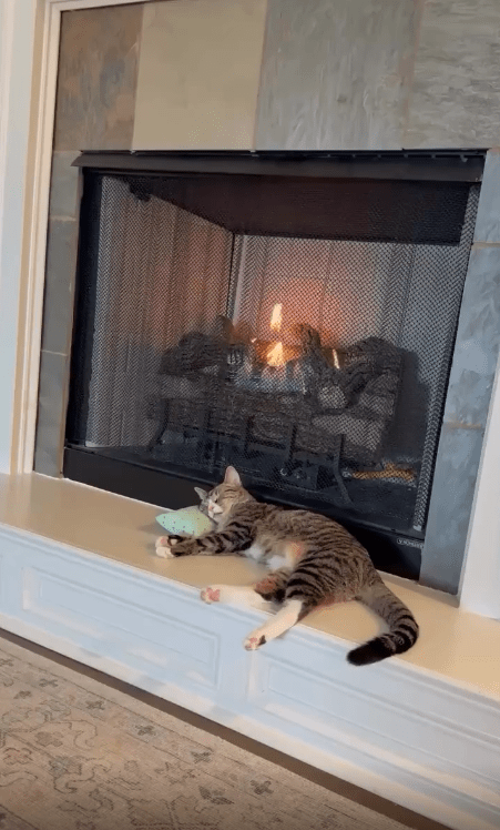 출처 : Reddit / 고양이가 난로 옆에서 잠을 자고있다