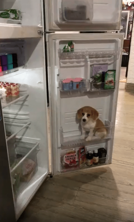 출처 : Reddit / 강아지가 더운지 냉장고 칸에 앉아있다