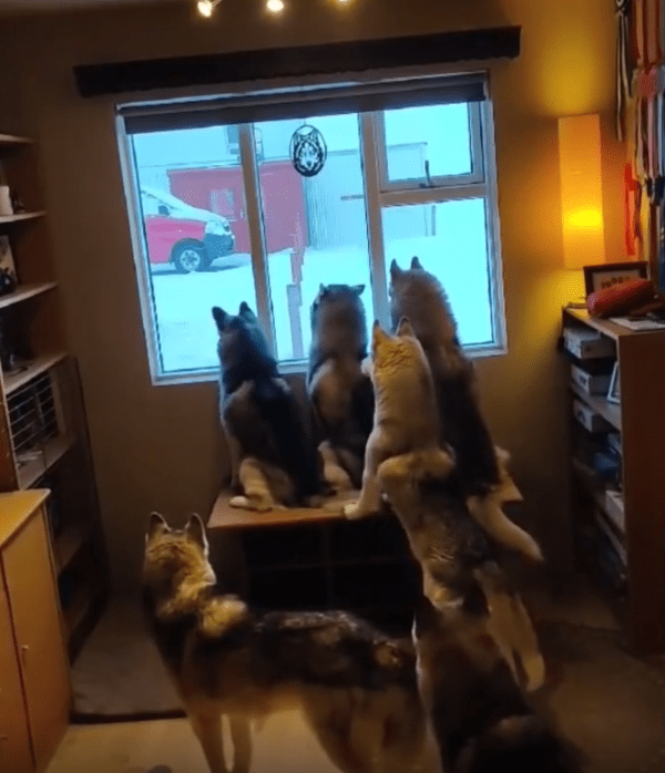 출처 : Reddit / 창밖을 바라보는 개들