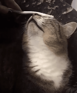 엄마의 손길처럼… 젖은 칫솔로 쓰다듬어 주자 행복해진 고양이