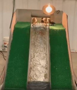 “꽥! 물장난이 이렇게 즐거울 수 있다고?” 작은 워터 슬라이드에서 노는 새끼 오리들