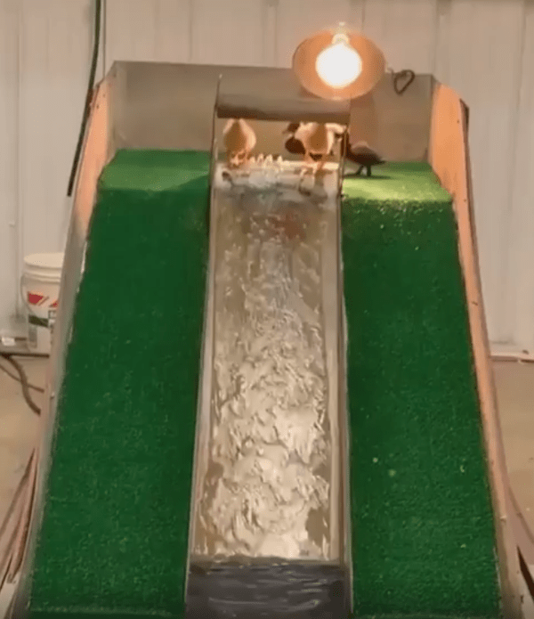 출처 : Reddit / 작은 워터 슬라이드에서 노는 새끼 오리들