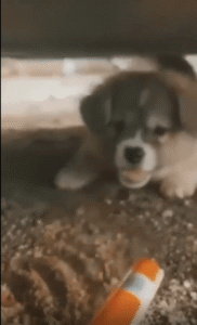 차 밑에서 유인된 새끼 강아지의 깜짝 순간