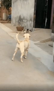 “안으로 들어가!” 어미개의 한 마디에 순식간에 숨는 새끼 강아지들