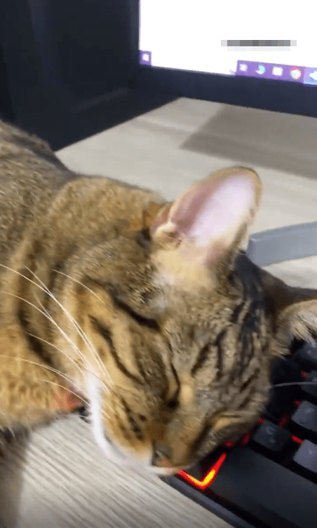 출처 : Reddit / 키보드에 머리를 대고 자는 고양이