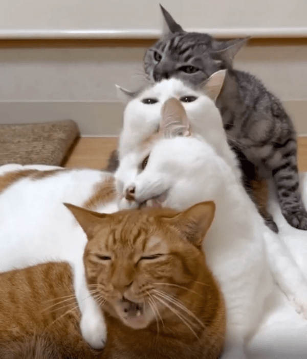 출처 : Reddit / 고양이 4마리가 1열로 앉아 앞에 고양이를 그루밍중이다