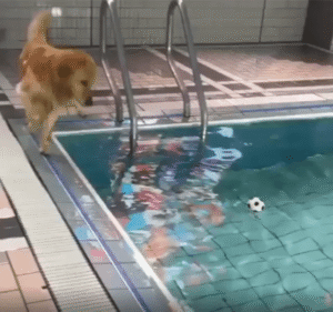 빠지지 않고 주워야 해! 골든 리트리버의 수영장 집념