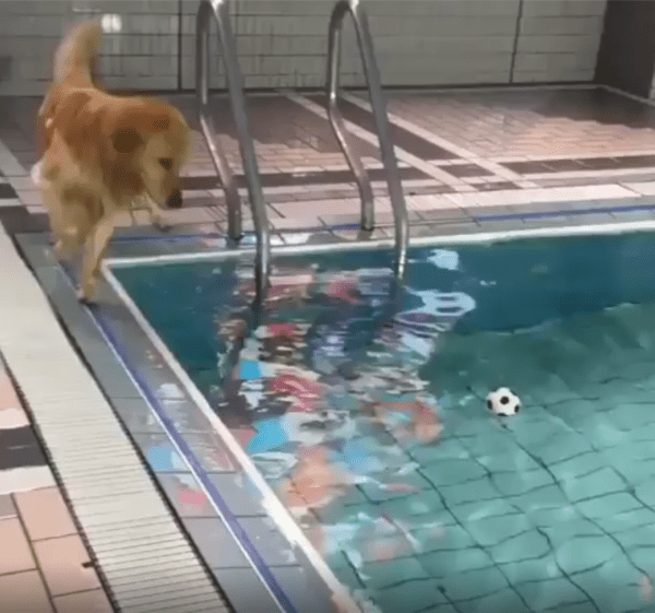 출처 : Reddit / 수영장에 빠진 공을 주우려는 골든리트리버