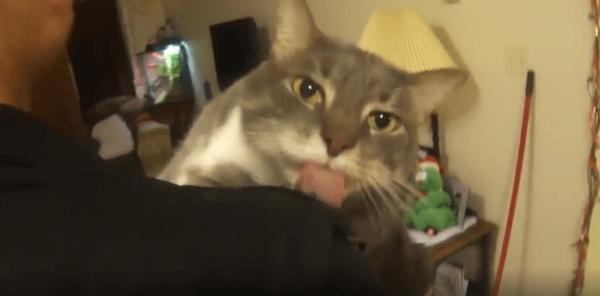 출처 : Reddit / 주인의 품에 안겨 있는 고양이 계속 핥는 제스쳐를 취한다