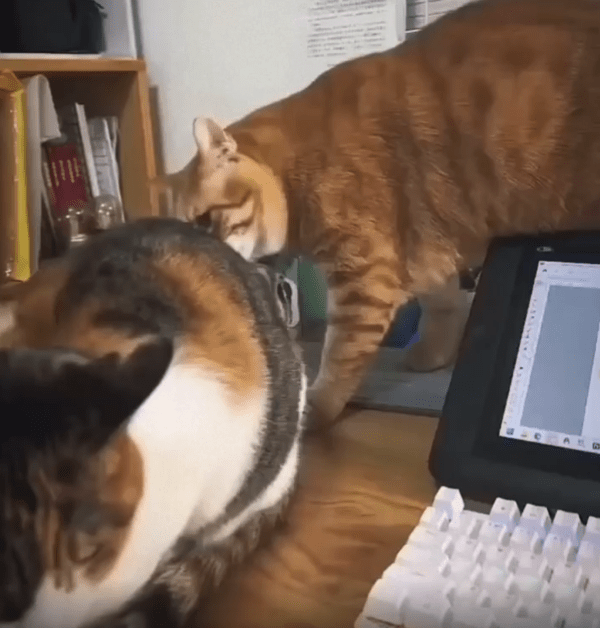 출처 : Reddit / 앞 고양이의 엉덩이를 노리는 고양이