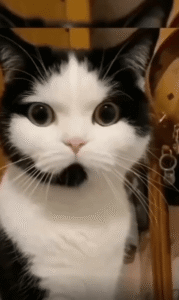 “여보세요? 누구세요?” 전화받는 듯한 무늬의 고양이