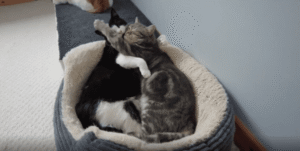 “애정 표현? 아니면 선 넘은 장난?” 포옹에서 난투극으로 변한 고양이들