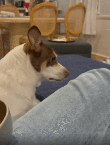 갑자기 화내는 강아지, 무슨 일이야?