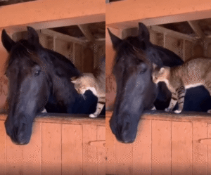 이 정도면 말과 고양이, 베스트 프렌드?