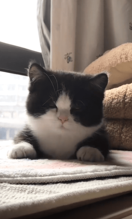 출처 : Reddit /  엎드려 누워있는 고양이