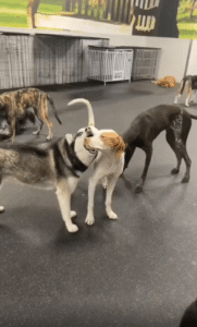 친구의 주둥이를 “냠냠”?! 독특한 애정 표현을 보여준 강아지