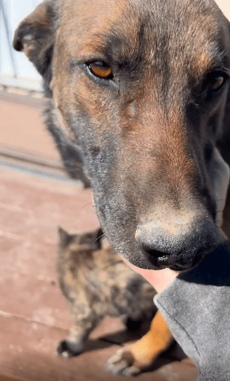 출처 : Reddit /  강아지를 쓰다듬어 주는 중