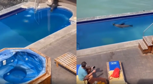 출처 : Reddit /  물개가 헤엄치며 선배드에 앉아있는 남자에게 다가간다