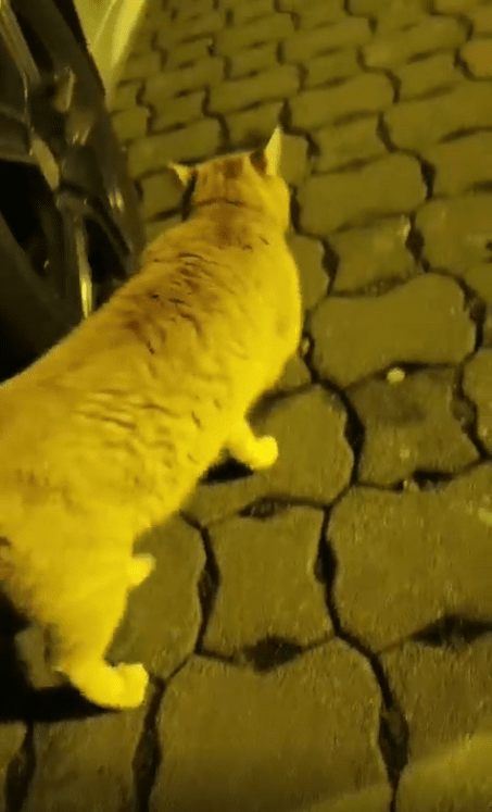 출처 : Reddit / 고양이가 걸어가고 있다