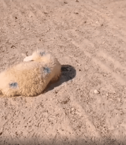 “어… 다들 어디 갔지?” 한가롭게 낮잠 자던 양, 무리를 놓치다!